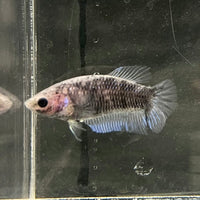 the-fish-farm Female Betta Female Betta - One Only - P Choose your own Female Betta at The Fish Farm Australia