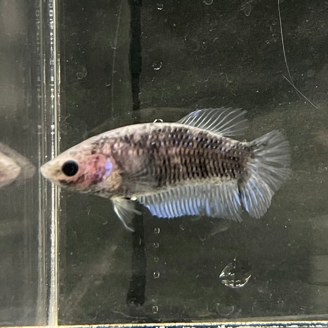 the-fish-farm Female Betta Female Betta - One Only - P Choose your own Female Betta at The Fish Farm Australia