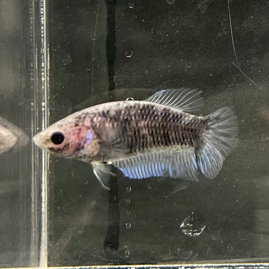 the-fish-farm Female Betta Female Betta - One Only - P Choose your own Female Betta at The Fish Farm Australia