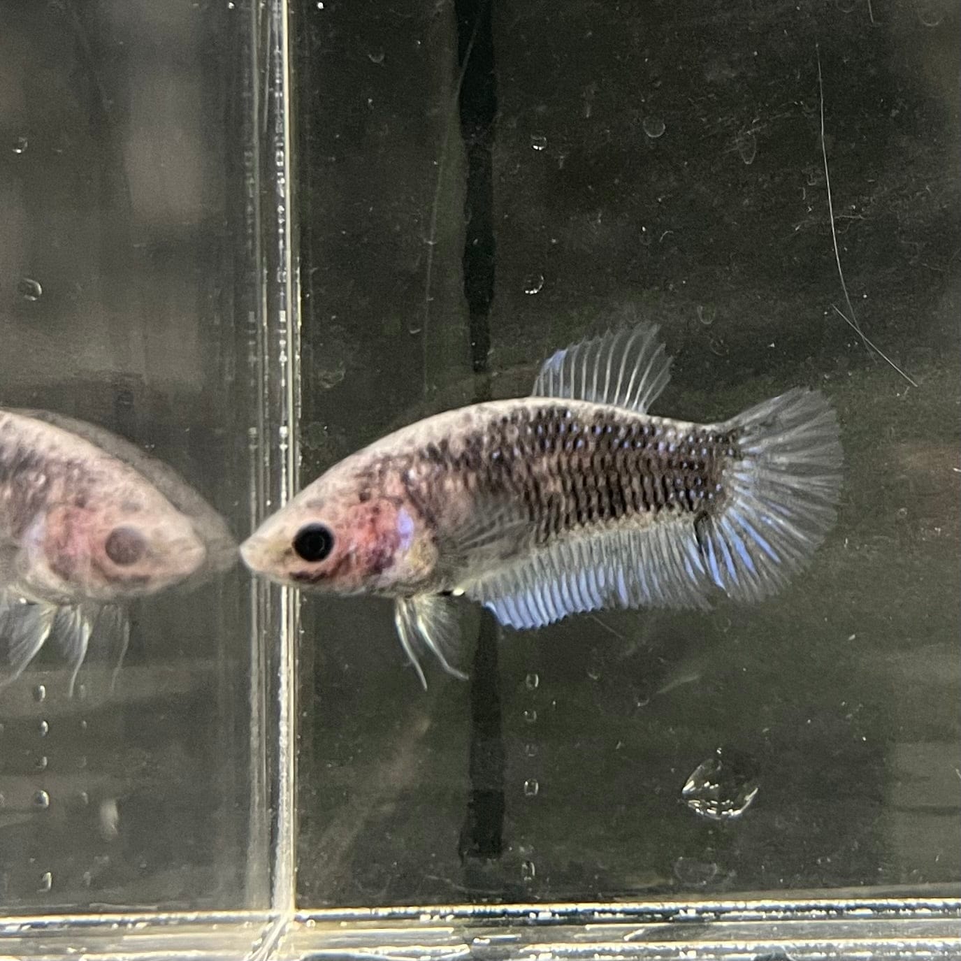 the-fish-farm Female Betta Female Betta - One Only - P Choose your own Female Betta at The Fish Farm Australia