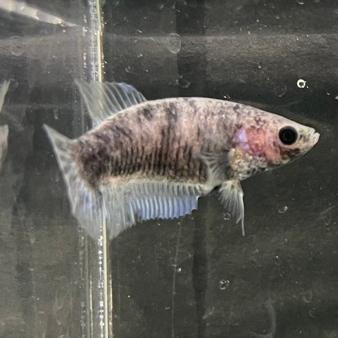 the-fish-farm Female Betta Female Betta - One Only - P Choose your own Female Betta at The Fish Farm Australia