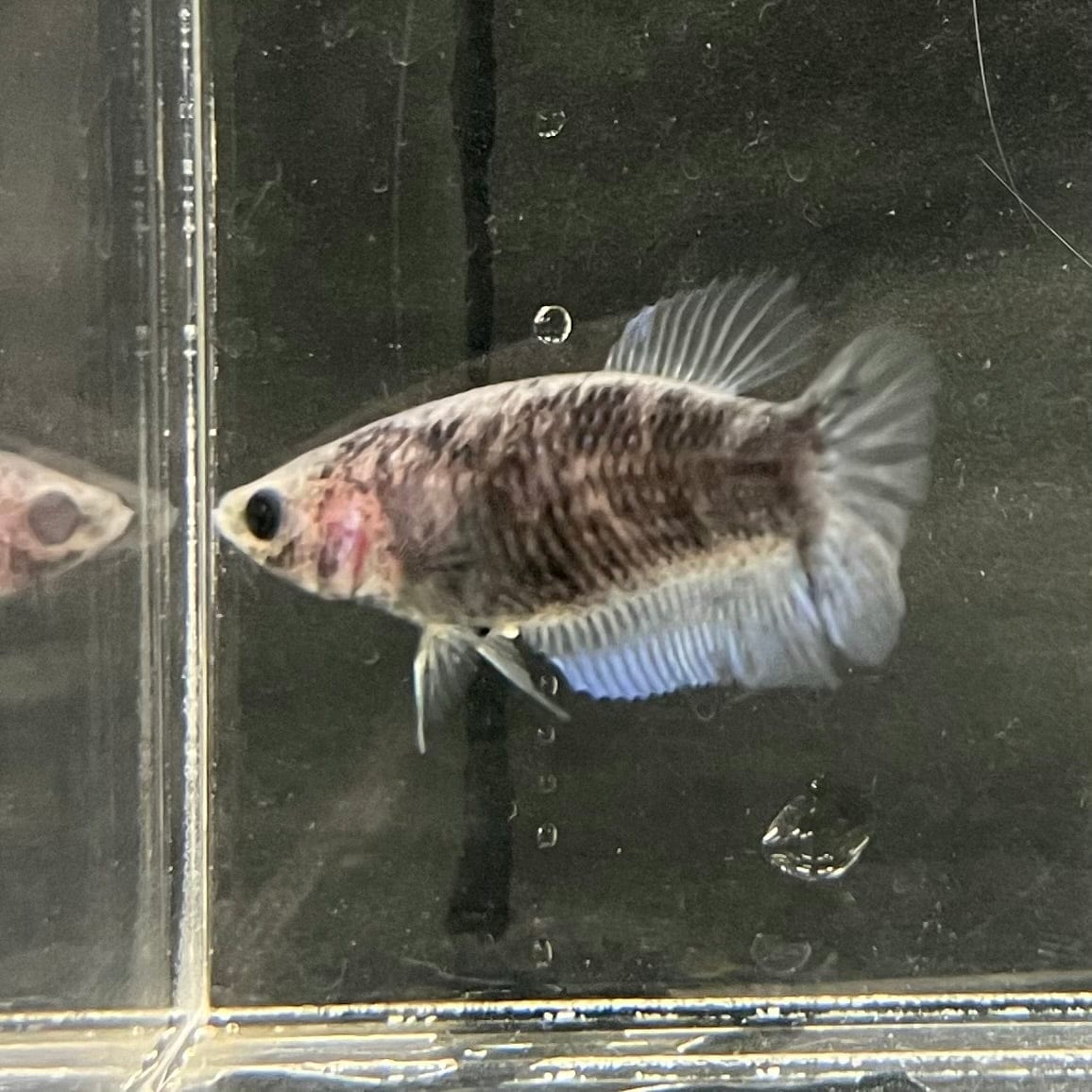 the-fish-farm Female Betta Female Betta - One Only - P Choose your own Female Betta at The Fish Farm Australia