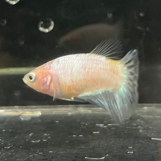 the-fish-farm Female Betta Female Betta - One Only - P Choose your own Female Betta at The Fish Farm Australia