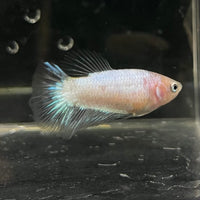 the-fish-farm Female Betta Female Betta - One Only - P Choose your own Female Betta at The Fish Farm Australia