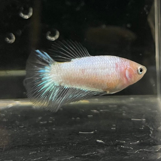 the-fish-farm Female Betta Female Betta - One Only - P Choose your own Female Betta at The Fish Farm Australia