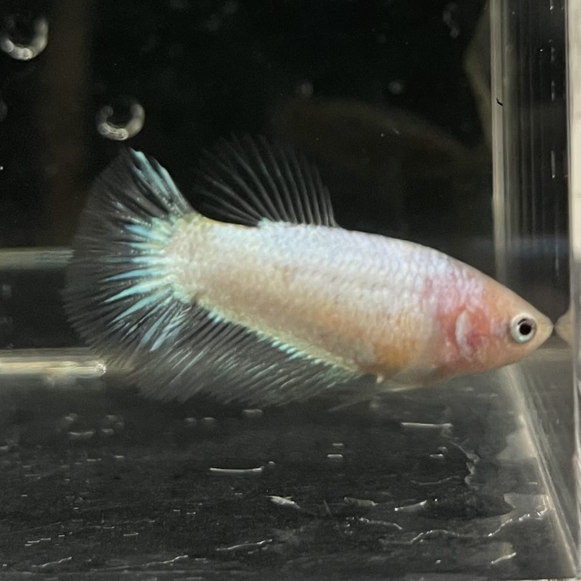 the-fish-farm Female Betta Female Betta - One Only - P Choose your own Female Betta at The Fish Farm Australia
