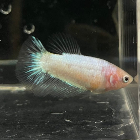 the-fish-farm Female Betta Female Betta - One Only - P Choose your own Female Betta at The Fish Farm Australia