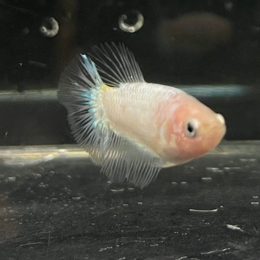 the-fish-farm Female Betta Female Betta - One Only - P Choose your own Female Betta at The Fish Farm Australia