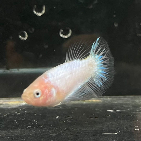 the-fish-farm Female Betta Female Betta - One Only - P Choose your own Female Betta at The Fish Farm Australia
