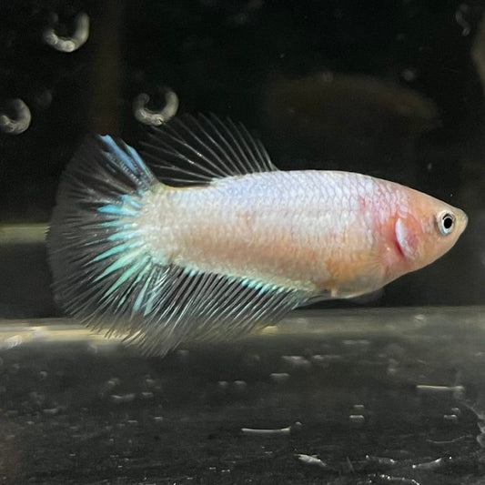 the-fish-farm Female Betta Female Betta - One Only - P Choose your own Female Betta at The Fish Farm Australia