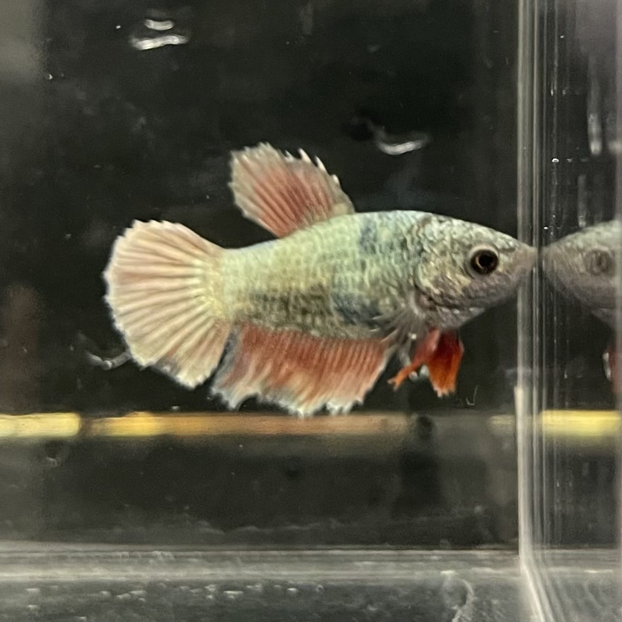 the-fish-farm Female Betta Female Betta - One Only - P Choose your own Female Betta at The Fish Farm Australia