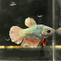 the-fish-farm Female Betta Female Betta - One Only - P Choose your own Female Betta at The Fish Farm Australia