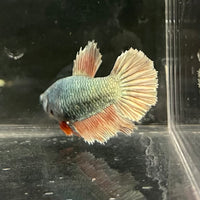 the-fish-farm Female Betta Female Betta - One Only - P Choose your own Female Betta at The Fish Farm Australia