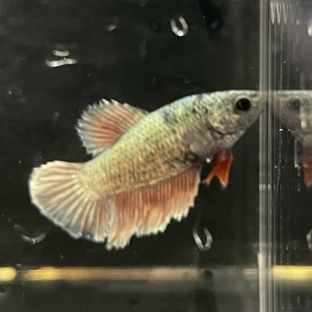 the-fish-farm Female Betta Female Betta - One Only - P Choose your own Female Betta at The Fish Farm Australia