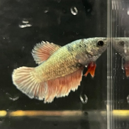 the-fish-farm Female Betta Female Betta - One Only - P Choose your own Female Betta at The Fish Farm Australia