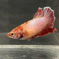 the-fish-farm Female Betta Female Betta - One Only - P Choose your own Female Betta at The Fish Farm Australia