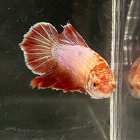 the-fish-farm Female Betta Female Betta - One Only - P Choose your own Female Betta at The Fish Farm Australia
