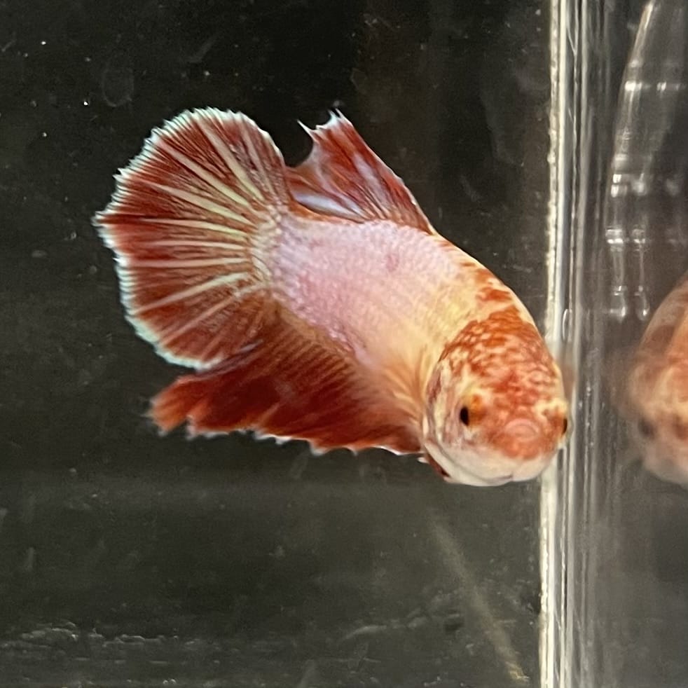 the-fish-farm Female Betta Female Betta - One Only - P Choose your own Female Betta at The Fish Farm Australia