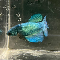 the-fish-farm Female Betta Female Betta - One Only - P Choose your own Female Betta at The Fish Farm Australia