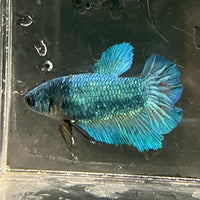 the-fish-farm Female Betta Female Betta - One Only - P Choose your own Female Betta at The Fish Farm Australia