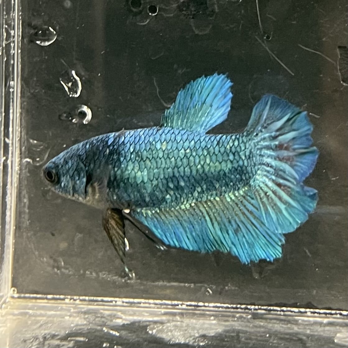 the-fish-farm Female Betta Female Betta - One Only - P Choose your own Female Betta at The Fish Farm Australia