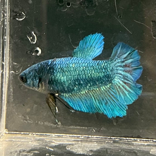 the-fish-farm Female Betta Female Betta - One Only - P Choose your own Female Betta at The Fish Farm Australia