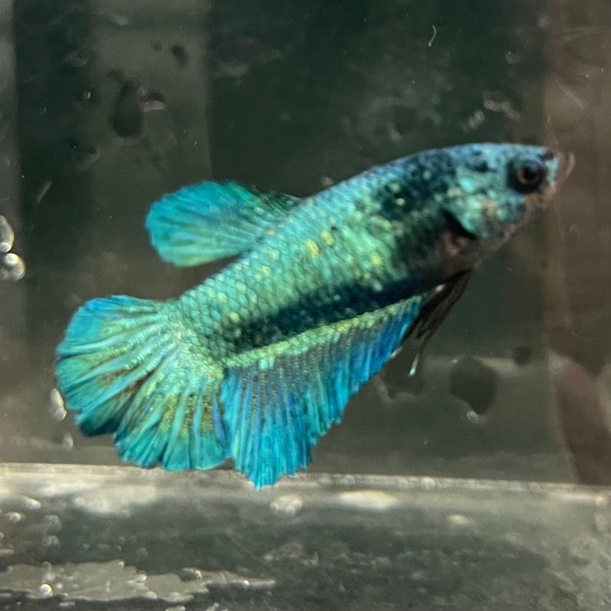 the-fish-farm Female Betta Female Betta - One Only - P Choose your own Female Betta at The Fish Farm Australia