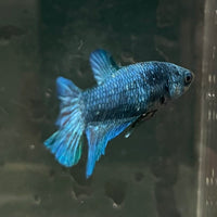 the-fish-farm Female Betta Female Betta - One Only - P Choose your own Female Betta at The Fish Farm Australia