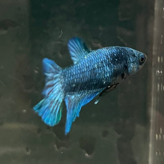 the-fish-farm Female Betta Female Betta - One Only - P Choose your own Female Betta at The Fish Farm Australia