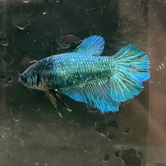 the-fish-farm Female Betta Female Betta - One Only - P Choose your own Female Betta at The Fish Farm Australia