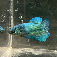 the-fish-farm Female Betta Female Betta - One Only - P Choose your own Female Betta at The Fish Farm Australia