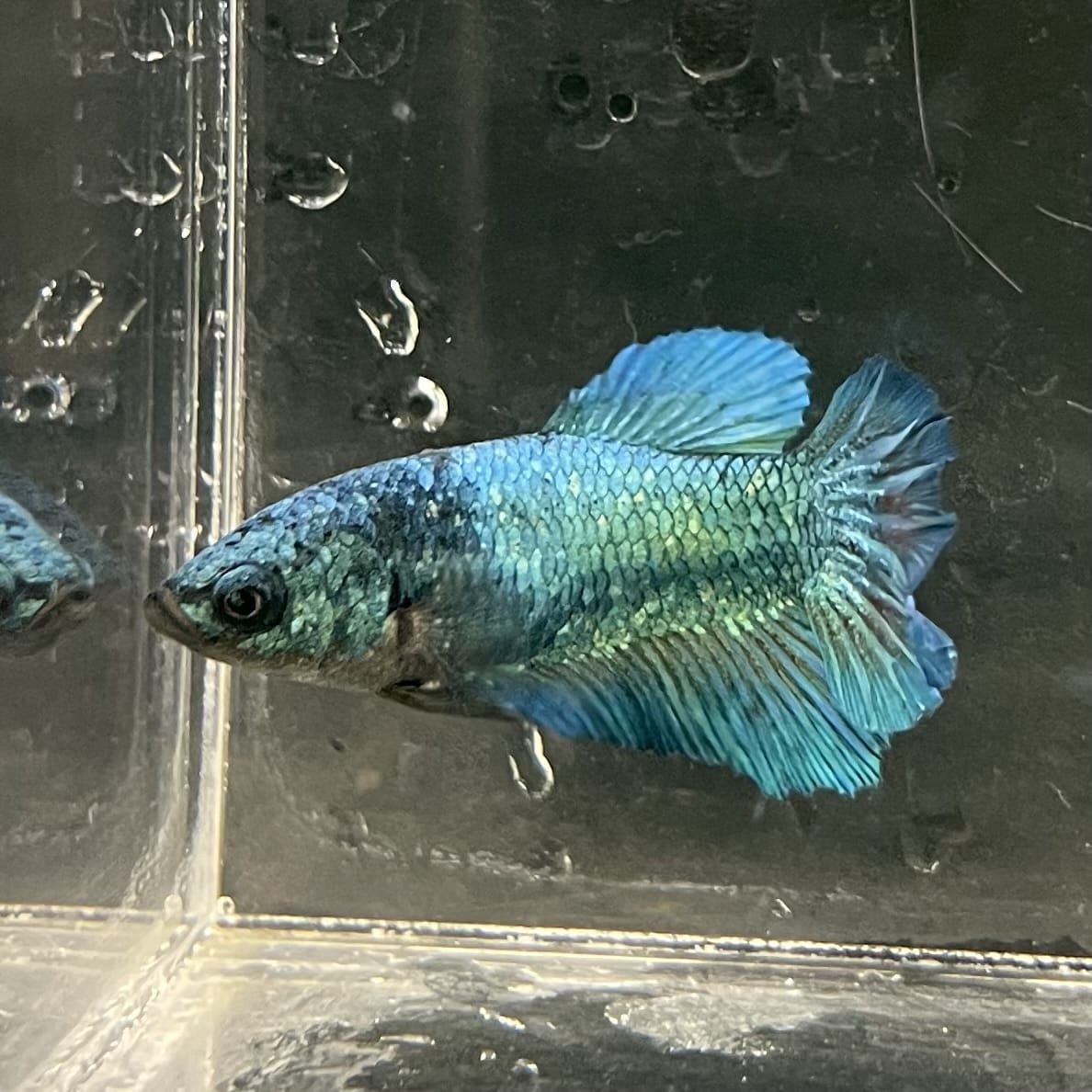 the-fish-farm Female Betta Female Betta - One Only - P Choose your own Female Betta at The Fish Farm Australia