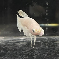 the-fish-farm Female Betta Female Betta - One Only - P Choose your own Female Betta at The Fish Farm Australia