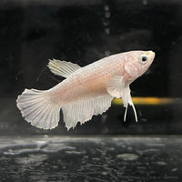 the-fish-farm Female Betta Female Betta - One Only - P Choose your own Female Betta at The Fish Farm Australia