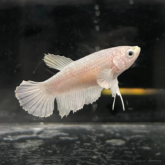 the-fish-farm Female Betta Female Betta - One Only - P Choose your own Female Betta at The Fish Farm Australia