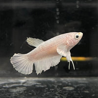 the-fish-farm Female Betta Female Betta - One Only - P Choose your own Female Betta at The Fish Farm Australia