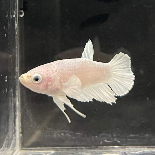 the-fish-farm Female Betta Female Betta - One Only - P Choose your own Female Betta at The Fish Farm Australia