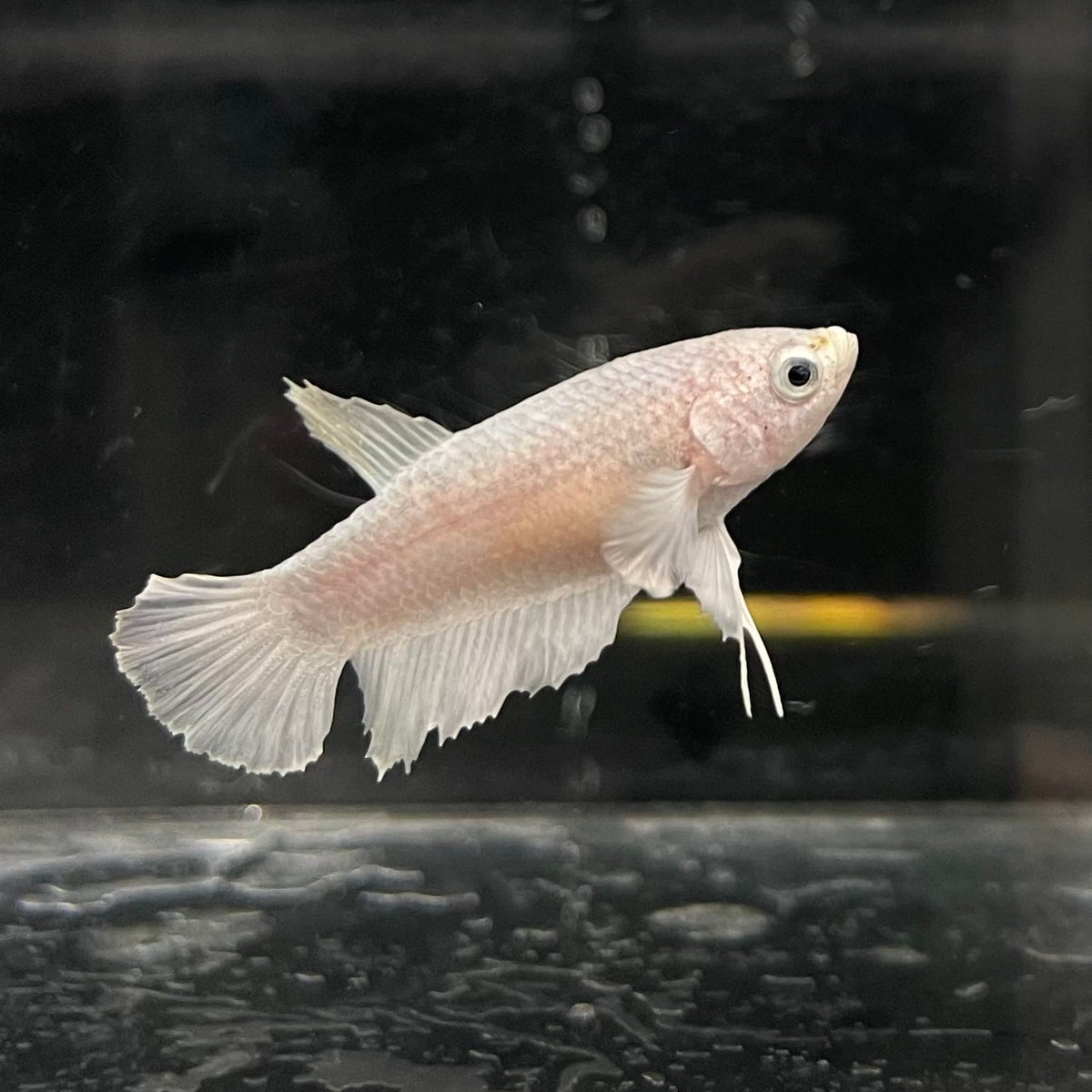 the-fish-farm Female Betta Female Betta - One Only - P Choose your own Female Betta at The Fish Farm Australia