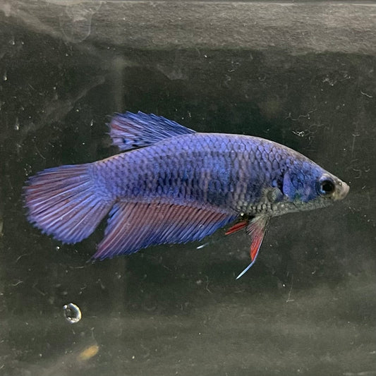 the-fish-farm Female Betta Female Betta - One Only - Q Choose your own Female Betta at The Fish Farm Australia