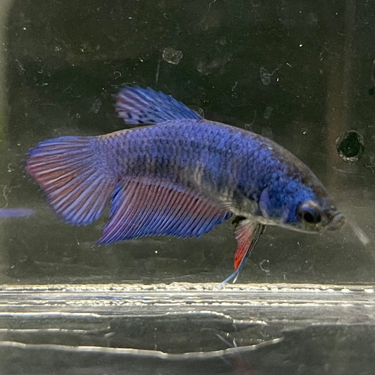 the-fish-farm Female Betta Female Betta - One Only - Q Choose your own Female Betta at The Fish Farm Australia