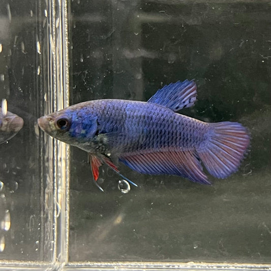 the-fish-farm Female Betta Female Betta - One Only - Q Choose your own Female Betta at The Fish Farm Australia