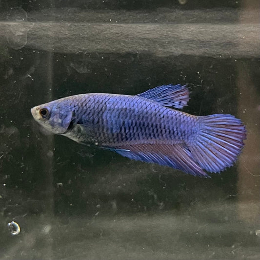 the-fish-farm Female Betta Female Betta - One Only - Q Choose your own Female Betta at The Fish Farm Australia