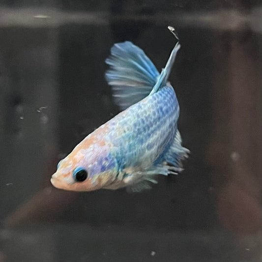 the-fish-farm Female Betta Female Betta - One Only - Q Choose your own Female Betta at The Fish Farm Australia