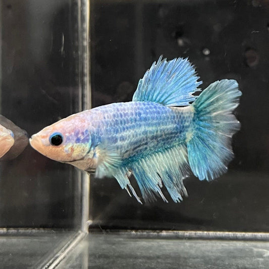 the-fish-farm Female Betta Female Betta - One Only - Q Choose your own Female Betta at The Fish Farm Australia