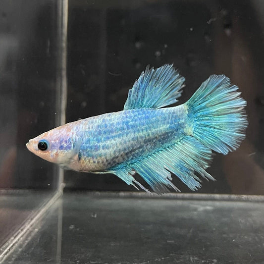 the-fish-farm Female Betta Female Betta - One Only - Q Choose your own Female Betta at The Fish Farm Australia