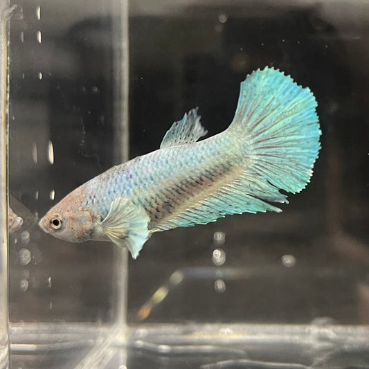 the-fish-farm Female Betta Female Betta - One Only - Q Choose your own Female Betta at The Fish Farm Australia