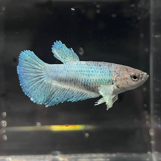 the-fish-farm Female Betta Female Betta - One Only - Q Choose your own Female Betta at The Fish Farm Australia