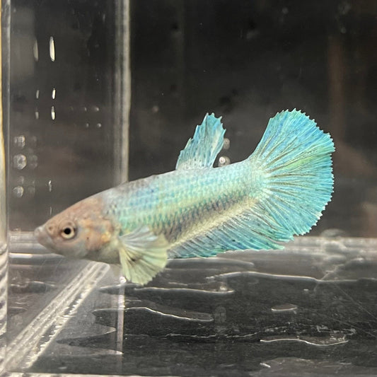 the-fish-farm Female Betta Female Betta - One Only - Q Choose your own Female Betta at The Fish Farm Australia