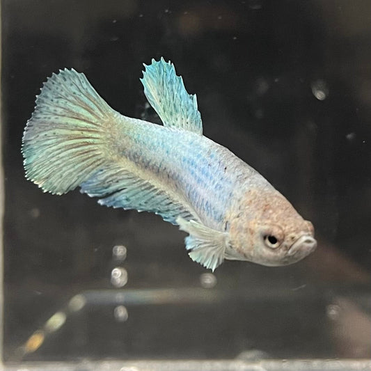 the-fish-farm Female Betta Female Betta - One Only - Q Choose your own Female Betta at The Fish Farm Australia