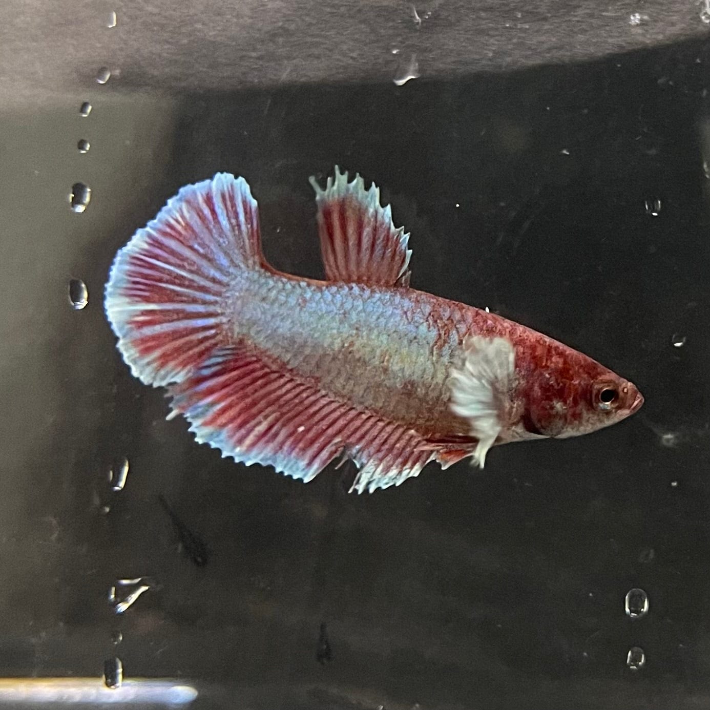 the-fish-farm Female Betta Female Betta - One Only - Q Choose your own Female Betta at The Fish Farm Australia